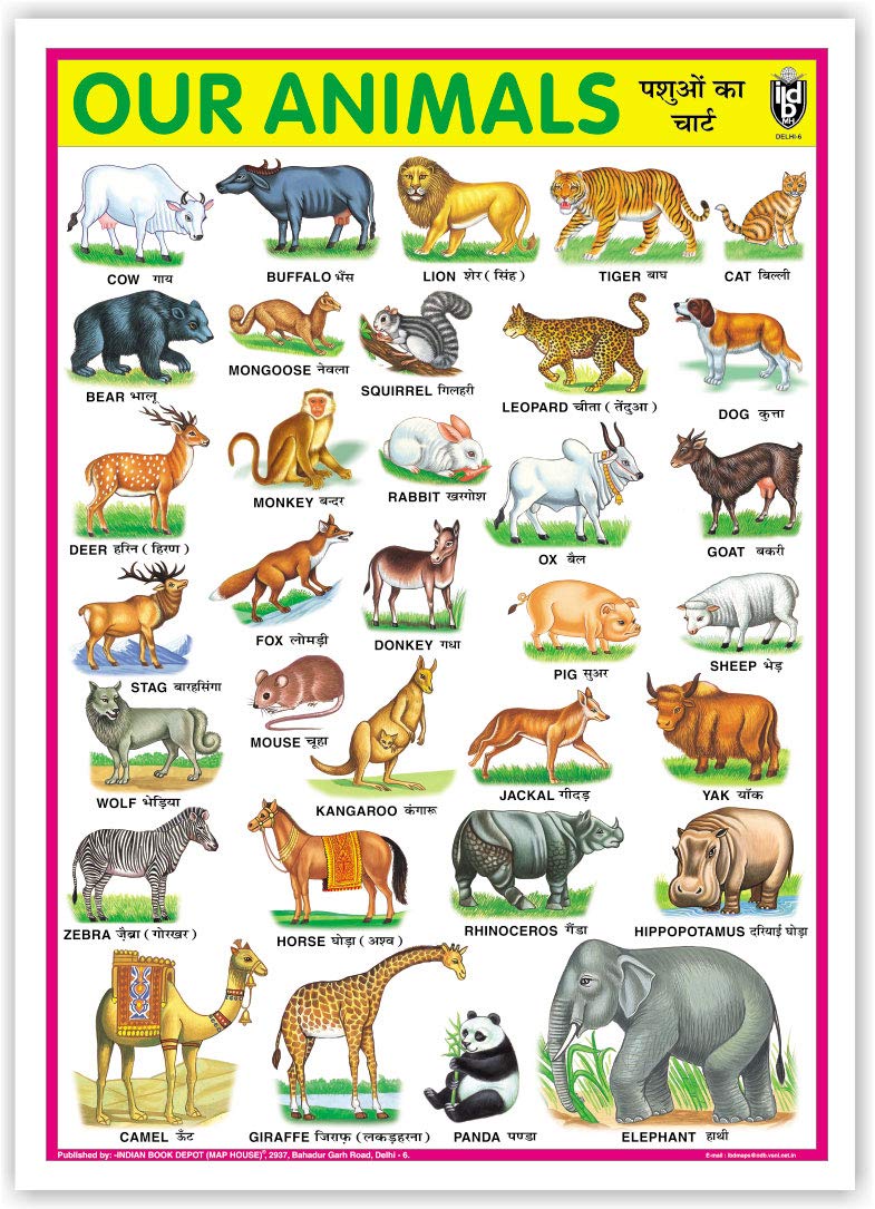 Our Animals (Size 70 X 100 Cms)|Laminated Both Sides