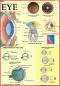 Human Eye Chart | 70x100 cm | Laminated Educational Wall Chart | Human Physiology Poster for Biology, Medical & Anatomy Students