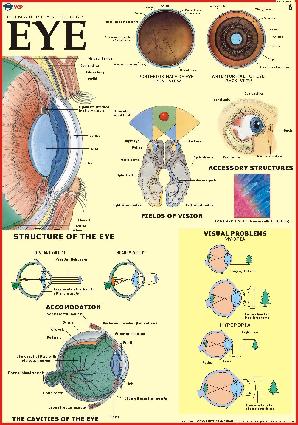 Human Eye Chart | 70x100 cm | Laminated Educational Wall Chart | Human Physiology Poster for Biology, Medical & Anatomy Students