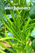 Kothavarai / 