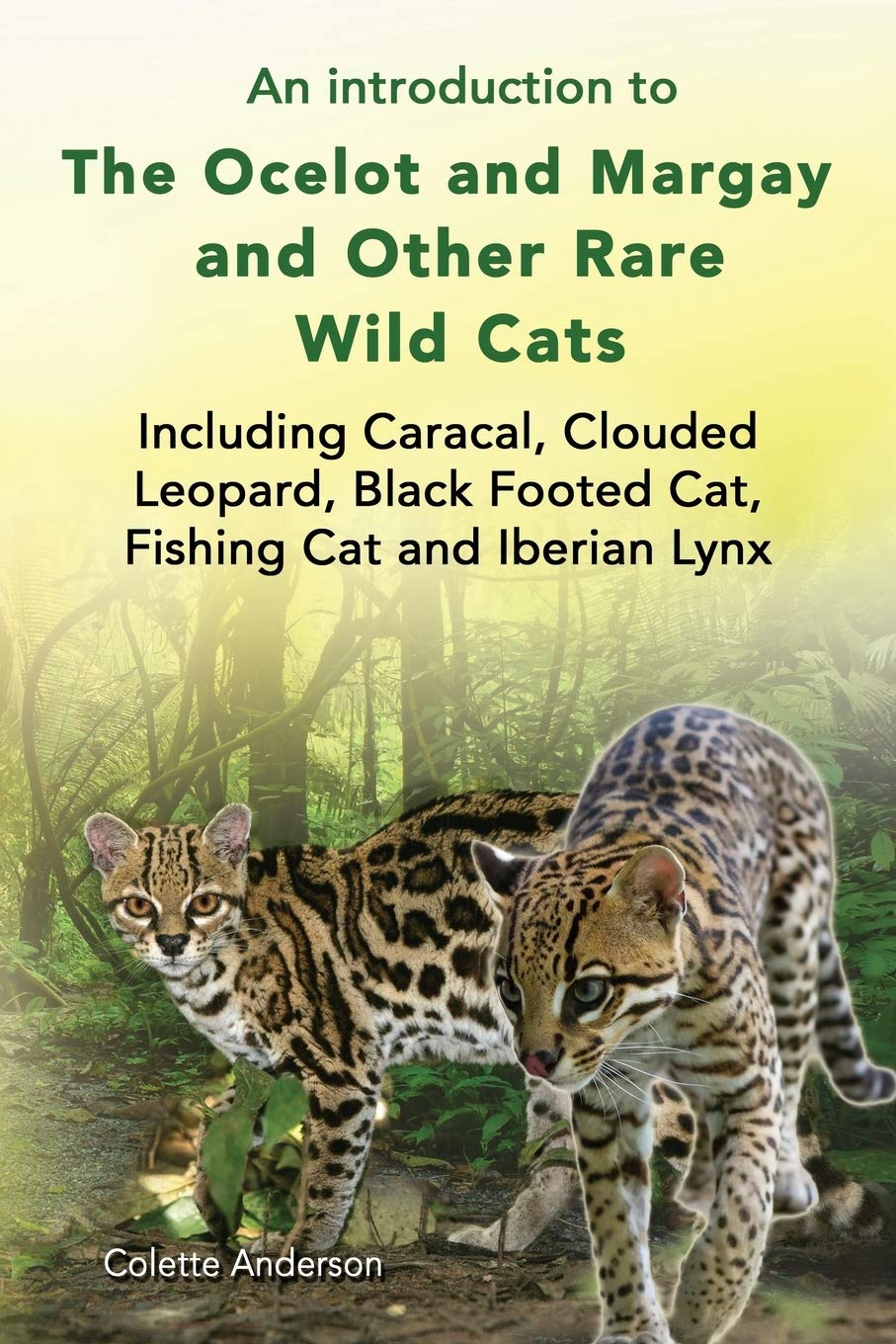 An Introduction To The Ocelot And Margay And Other Rare Wild Cats Including Caracal Clouded Leopard Black Footed Cat Fishing Cat