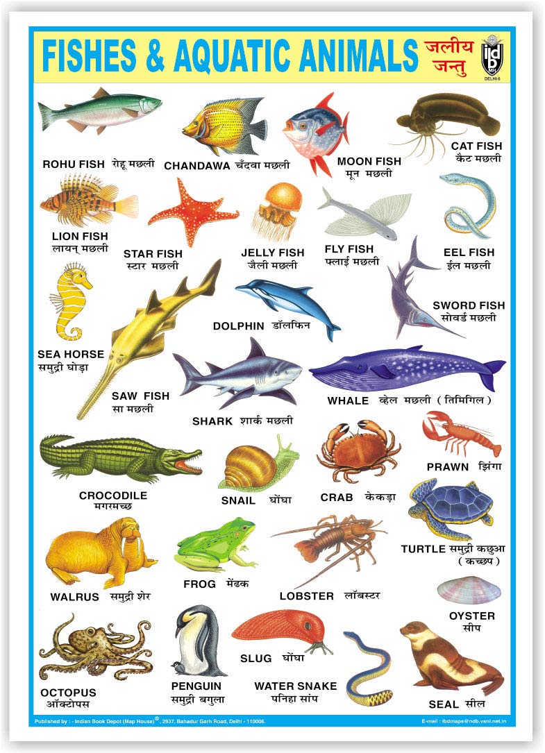 Fishes & Aquatic Animals (Size 70 X 100 Cms)|Laminated Both Sides