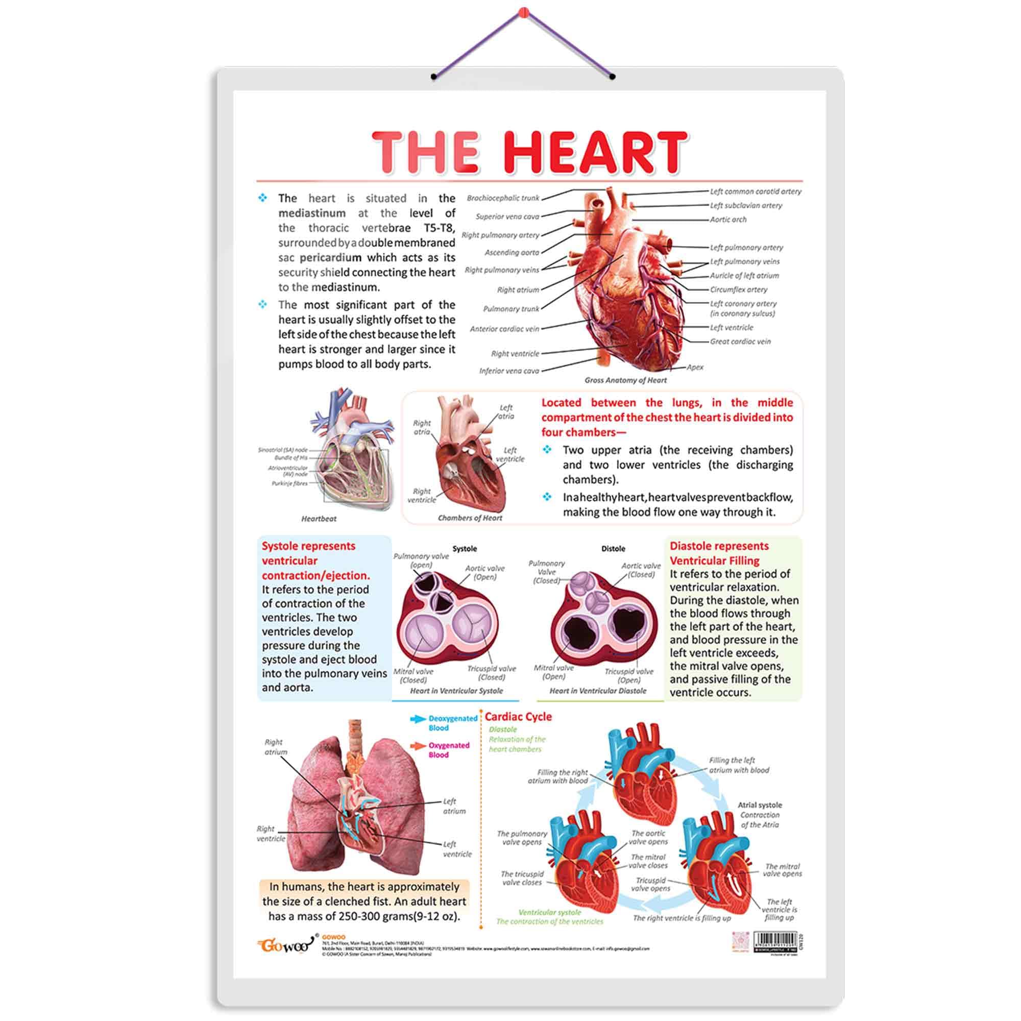 THE HEART CHART | Anatomy of the Heart: Educational Heart Chart for Learning and Reference