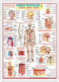 Human Physiology (Size 70 X 100 Cms)|Laminated Both Sides