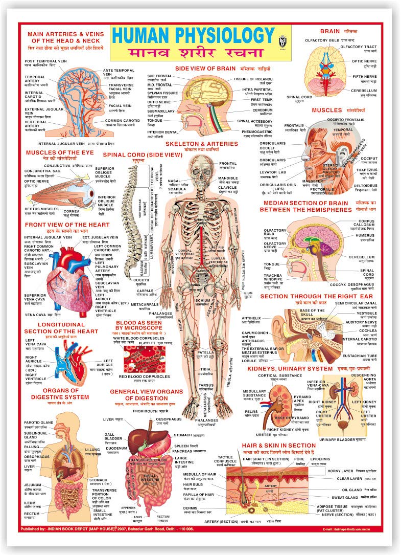 Human Physiology (Size 70 X 100 Cms)|Laminated Both Sides