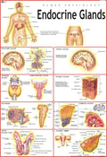 Human Endocrine System Chart | 70x100 cm | Laminated Educational Wall Chart | Human Physiology Poster for Biology, Medical & Ana