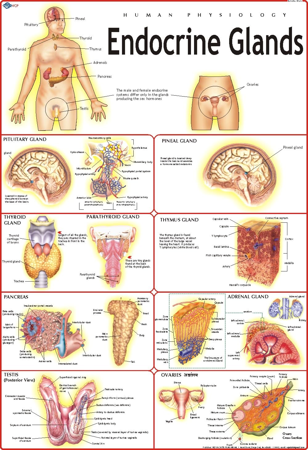 Human Endocrine System Chart | 70x100 cm | Laminated Educational Wall Chart | Human Physiology Poster for Biology, Medical & Ana