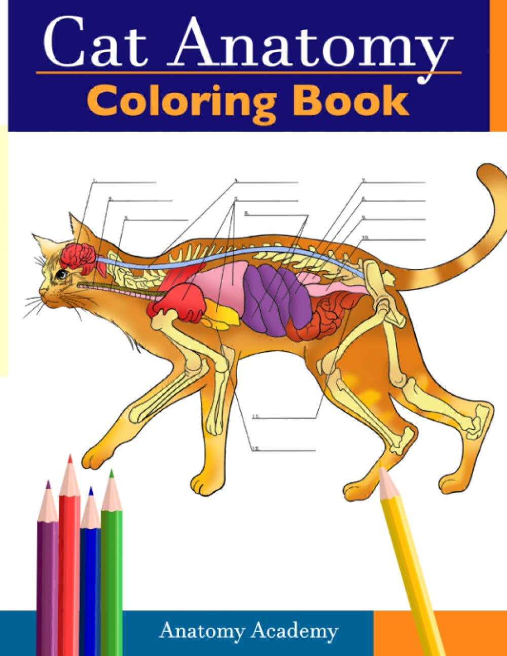Cat Anatomy Coloring Book: Incredibly Detailed SelfTest Feline Anatomy Color Workbook Perfect Gift For Veterinary Students, Cat