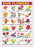 Our Flowers (Size 70 X 100 Cms)|Laminated Both Sides
