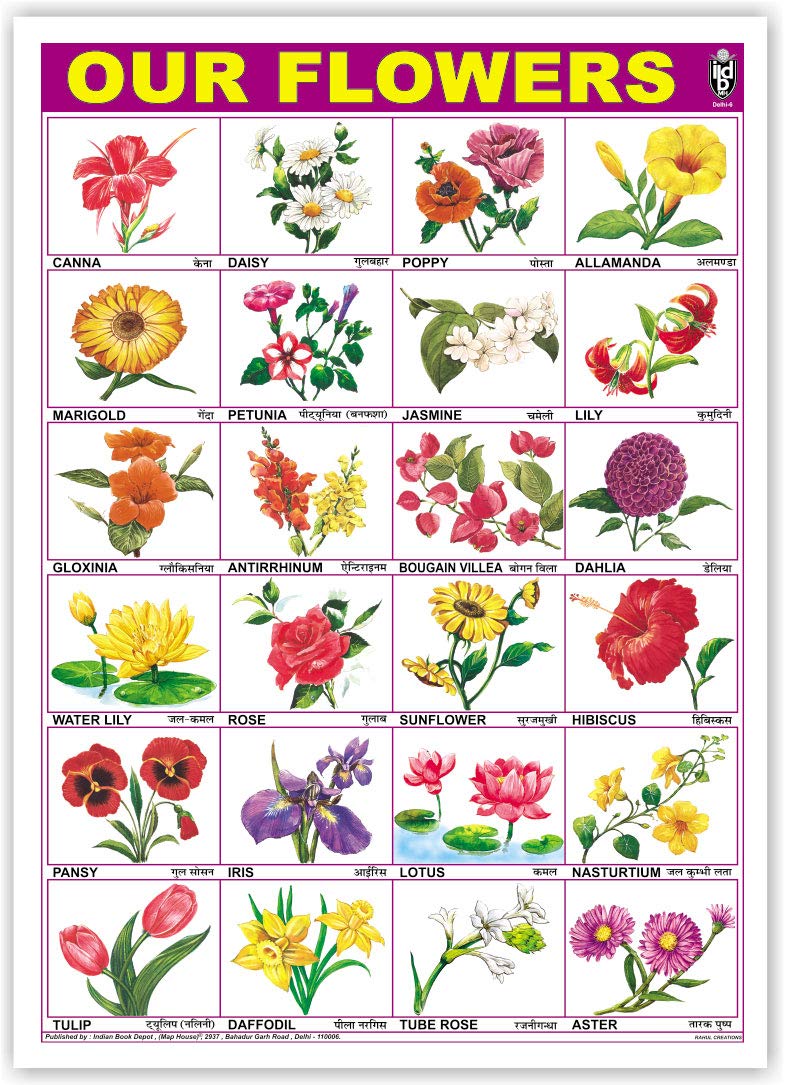 Our Flowers (Size 70 X 100 Cms)|Laminated Both Sides