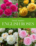 David Austins English Roses