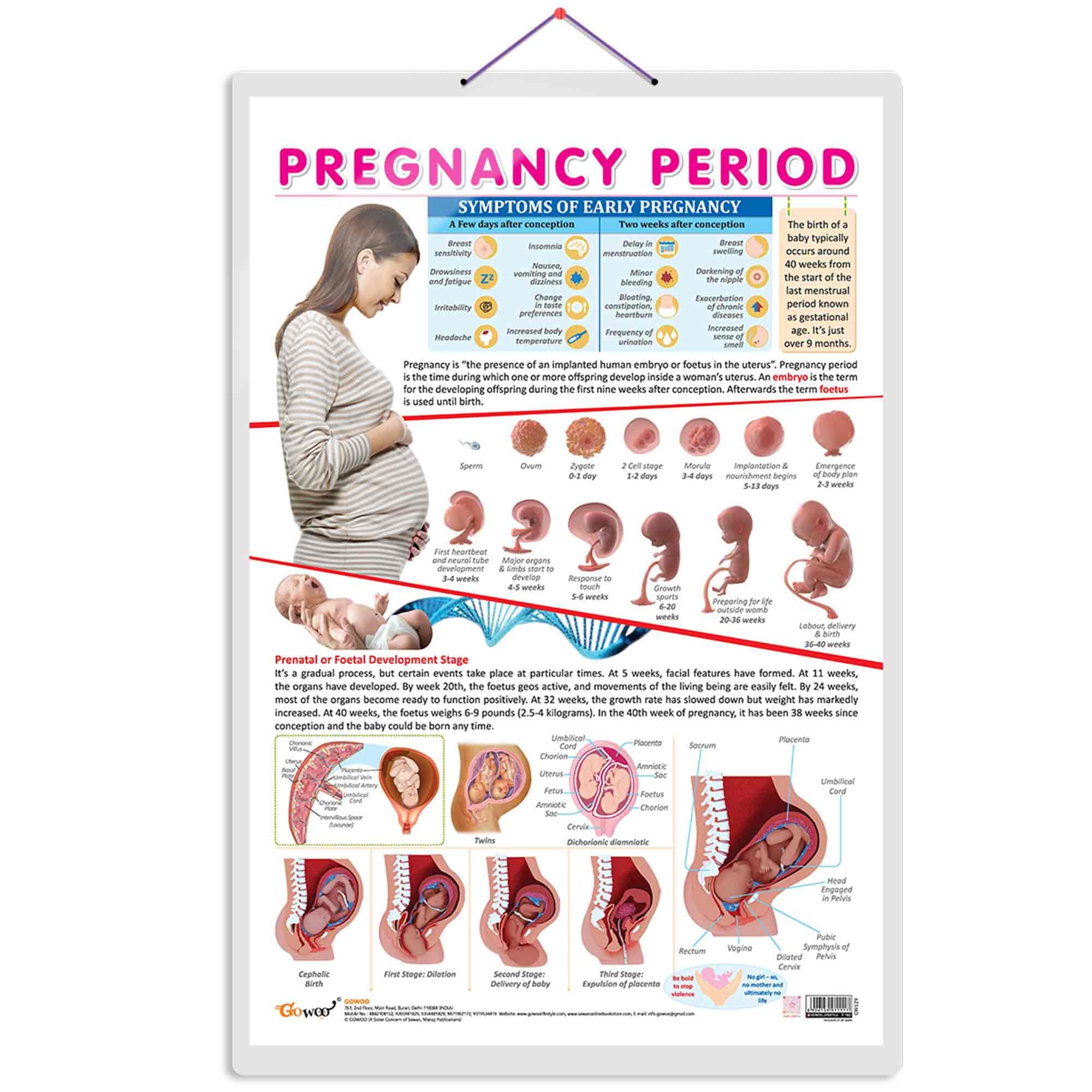 PREGNANCY PERIOD CHART | The Journey of Pregnancy: Comprehensive Period Charts
