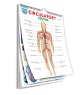 All in one Human Anatomy Chart : educational chart on human body, all in one anatomy chart, body organs chart and more for stud