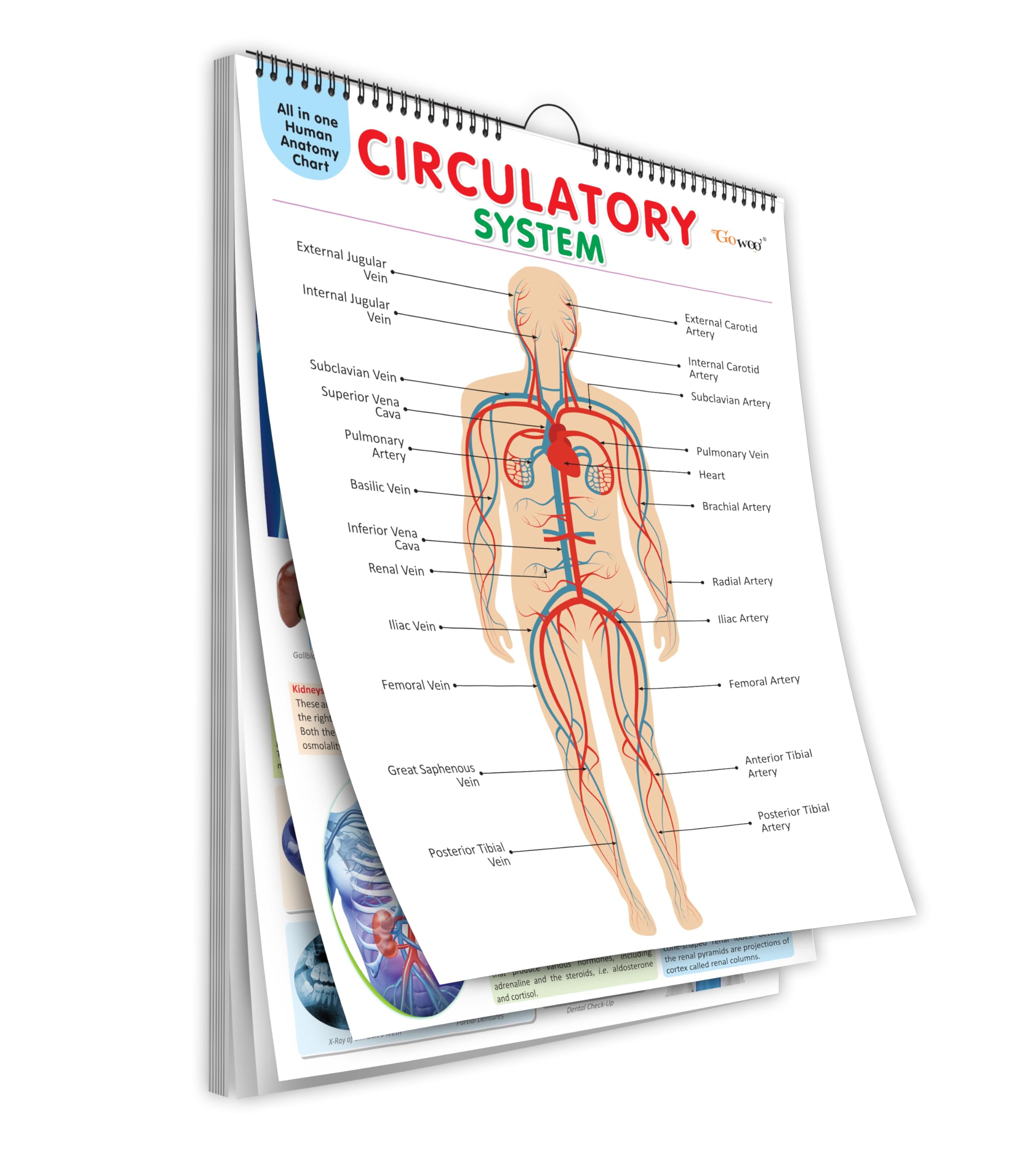 All in one Human Anatomy Chart : educational chart on human body, all in one anatomy chart, body organs chart and more for stud