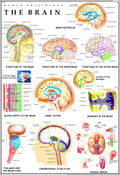 Human Brain Chart