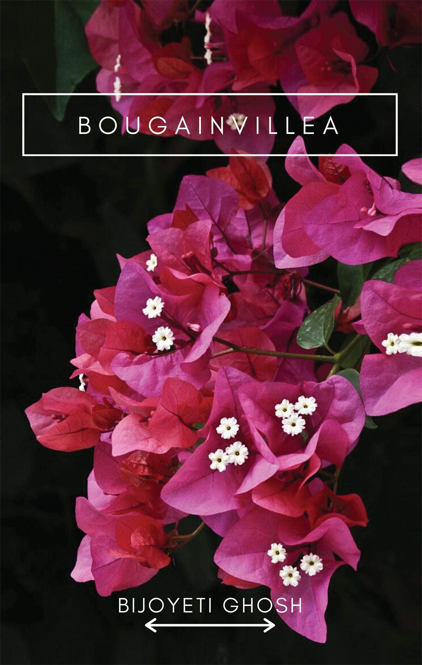 Bougainvillea: Some Scribbled Scattered Thoughts
