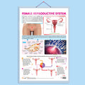 FEMALE REPRODUCTIVE SYSTEM CHART | Understanding Female Reproductive Anatomy: InDepth Chart
