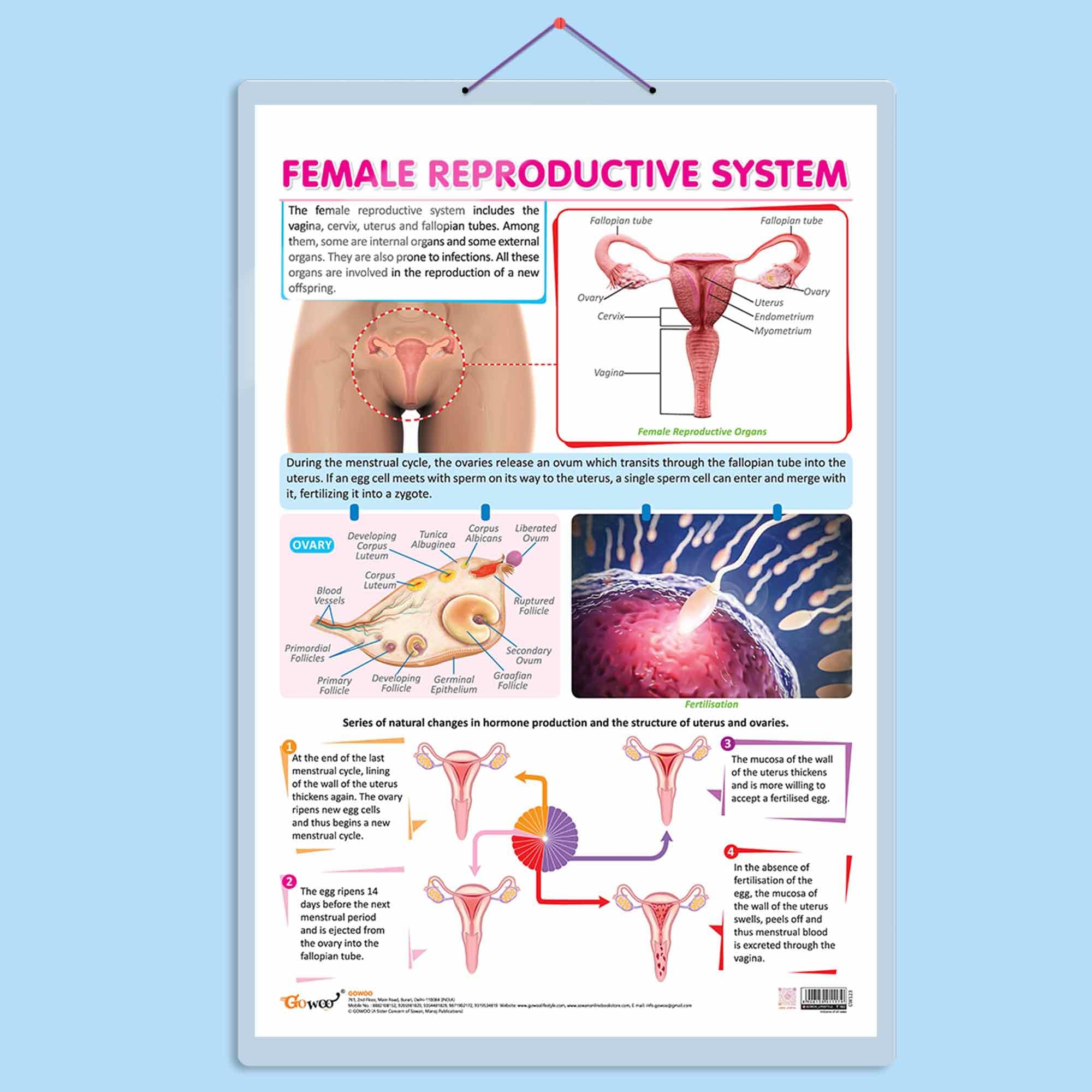 FEMALE REPRODUCTIVE SYSTEM CHART | Understanding Female Reproductive Anatomy: InDepth Chart