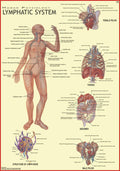 Human Lymphatic System Chart | 70x100 cm | Laminated Educational Wall Chart | Human Physiology Poster for Biology, Medical & Ana