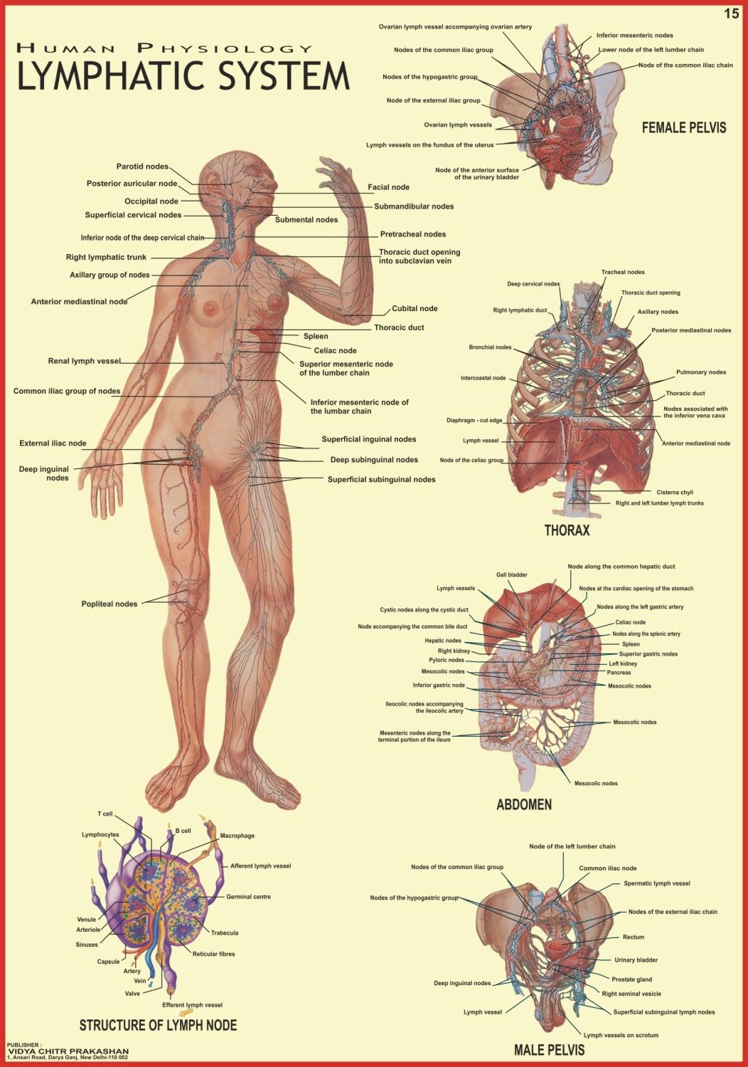Human Lymphatic System Chart | 70x100 cm | Laminated Educational Wall Chart | Human Physiology Poster for Biology, Medical & Ana
