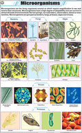 Stg33 | Teachingnest | Microorganisms Chart (58X90 Cm) | English | General Science Charts | With Rollers [Wall Chart] General Sc