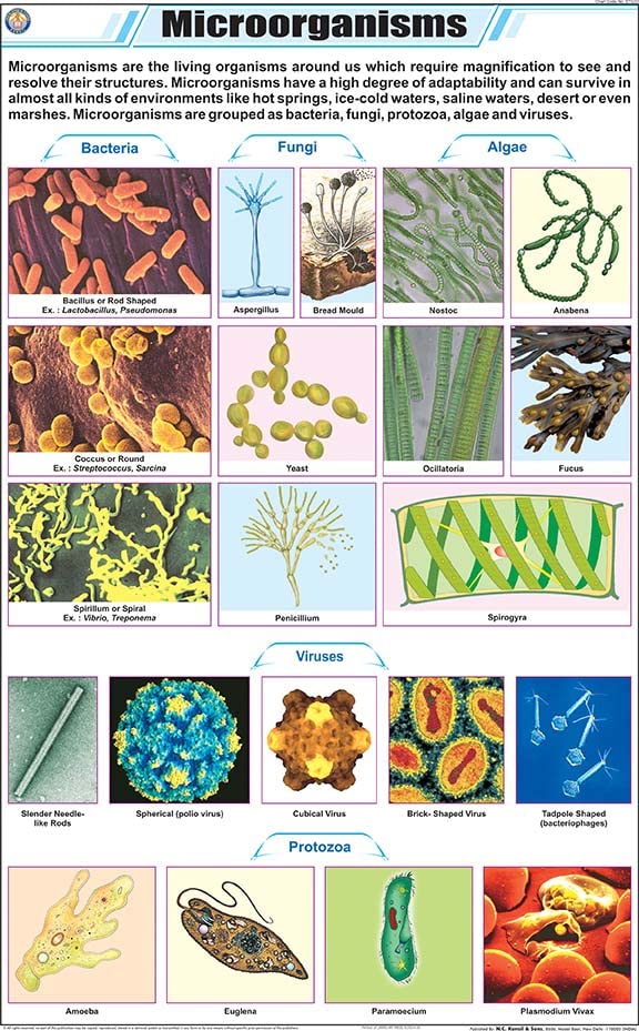 Stg33 | Teachingnest | Microorganisms Chart (58X90 Cm) | English | General Science Charts | With Rollers [Wall Chart] General Sc