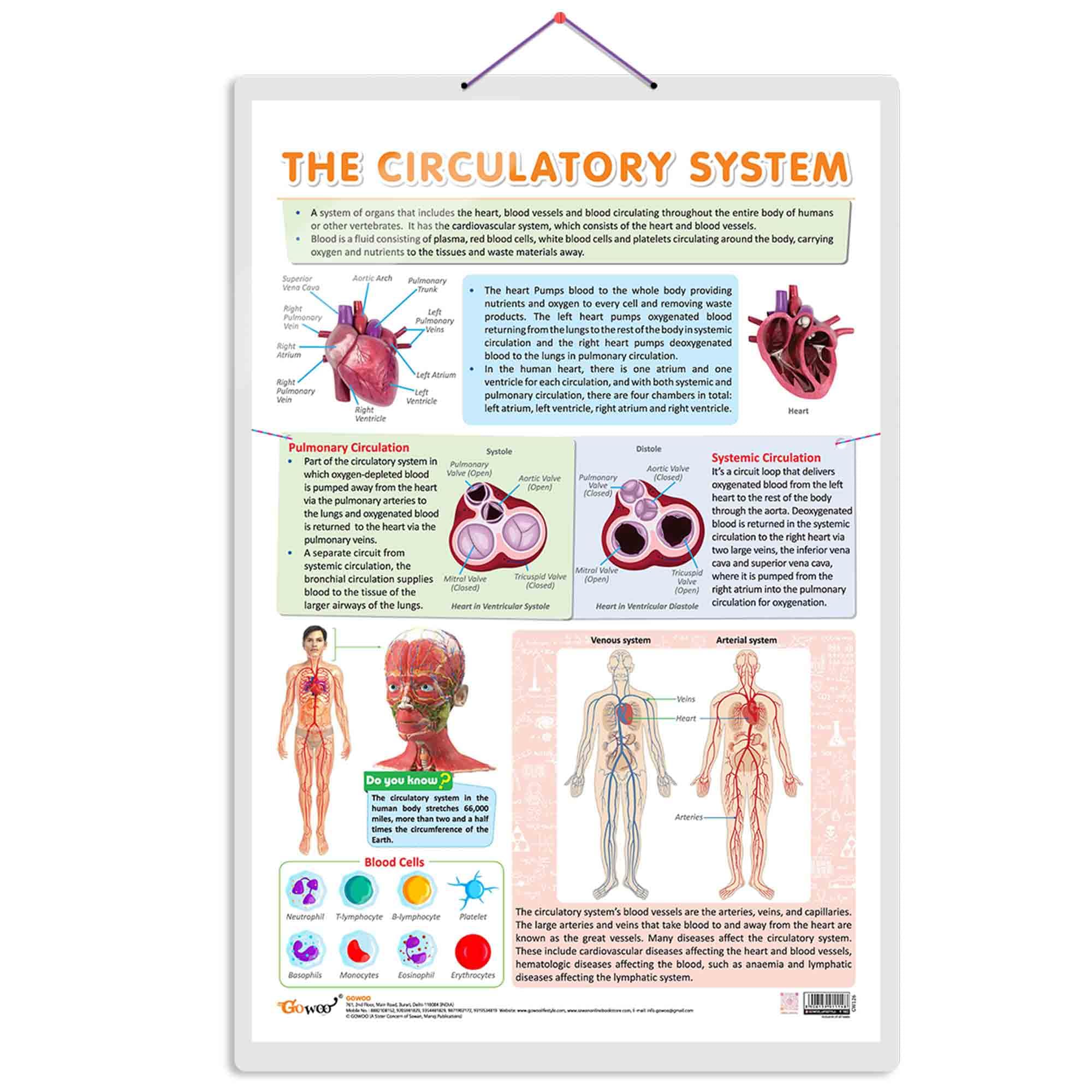 CIRCULATORY SYSTEM CHART | Unveiling Circulatory Pathways: Educational Circulatory System Chart