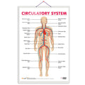 THE CIRCULATORY SYSTEM | Journey through the Circulatory System: Comprehensive Anatomy Chart