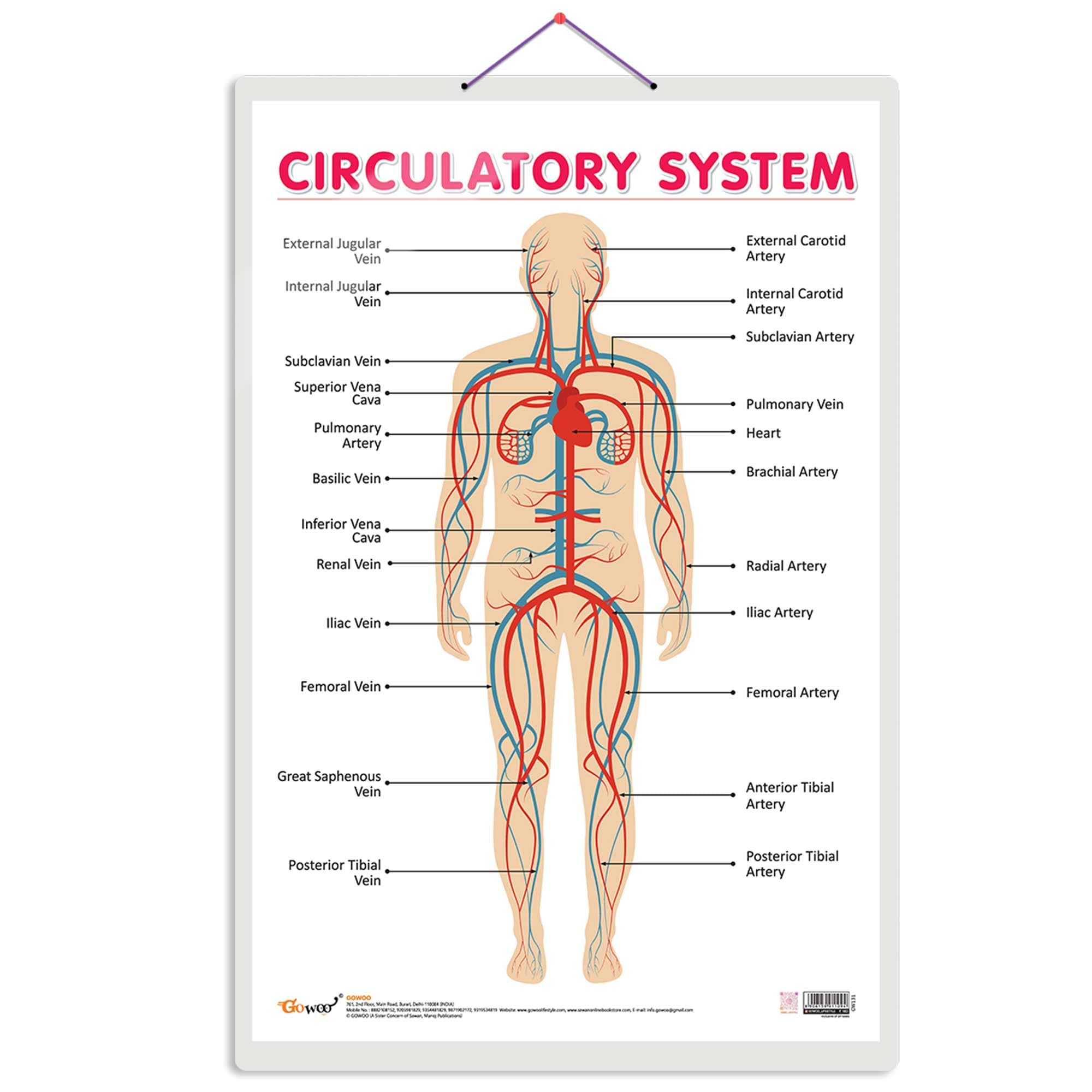 THE CIRCULATORY SYSTEM | Journey through the Circulatory System: Comprehensive Anatomy Chart