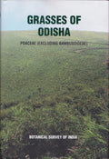 Grasses Of Odisha