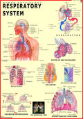 Human Respiratory System Chart | 70x100 cm | Laminated Educational Wall Chart | Human Physiology Poster for Biology, Medical & A