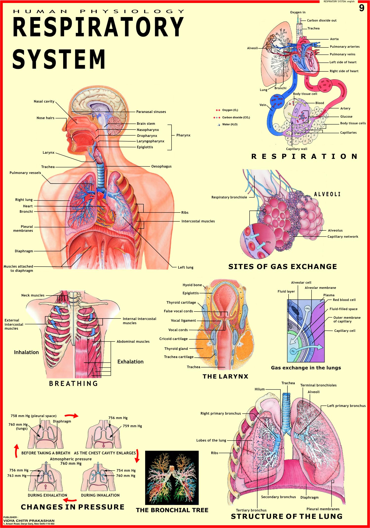 Human Respiratory System Chart | 70x100 cm | Laminated Educational Wall Chart | Human Physiology Poster for Biology, Medical & A
