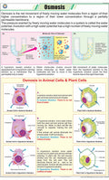 Stg37 | Teachingnest | Osmosis Chart (58X90 Cm) | English | General Science Charts | With Rollers [Wall Chart] General Science C