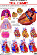The Heart Educational Wall Chart for Kids  48 x 73 cm, Colourful Laminated Learning Chart for Classroom, Preschool & Home Early