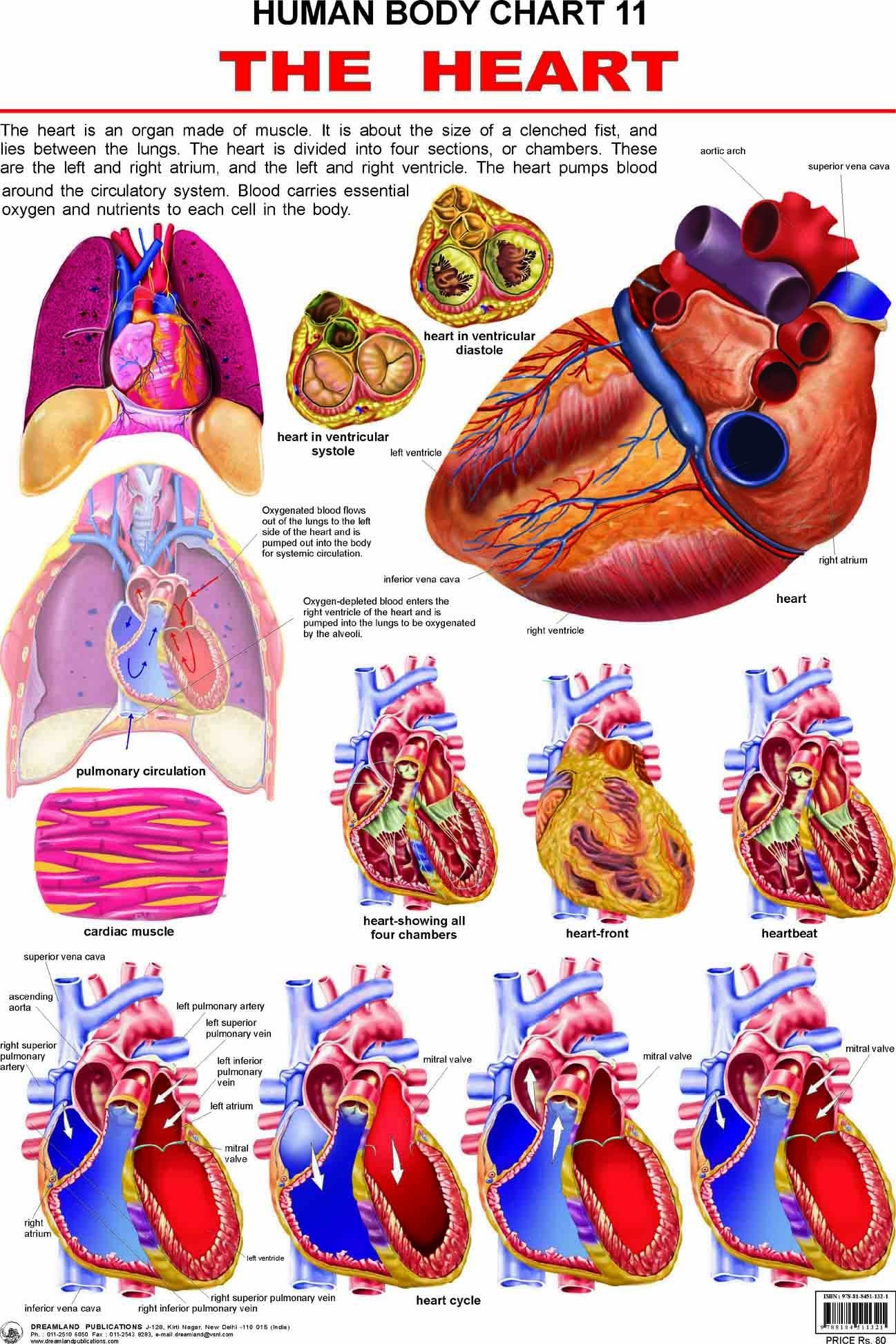 The Heart Educational Wall Chart for Kids  48 x 73 cm, Colourful Laminated Learning Chart for Classroom, Preschool & Home Early