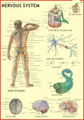 Human Nervous System Chart | 70x100 cm | Laminated Educational Wall Chart | Human Physiology Poster for Biology, Medical & Anato