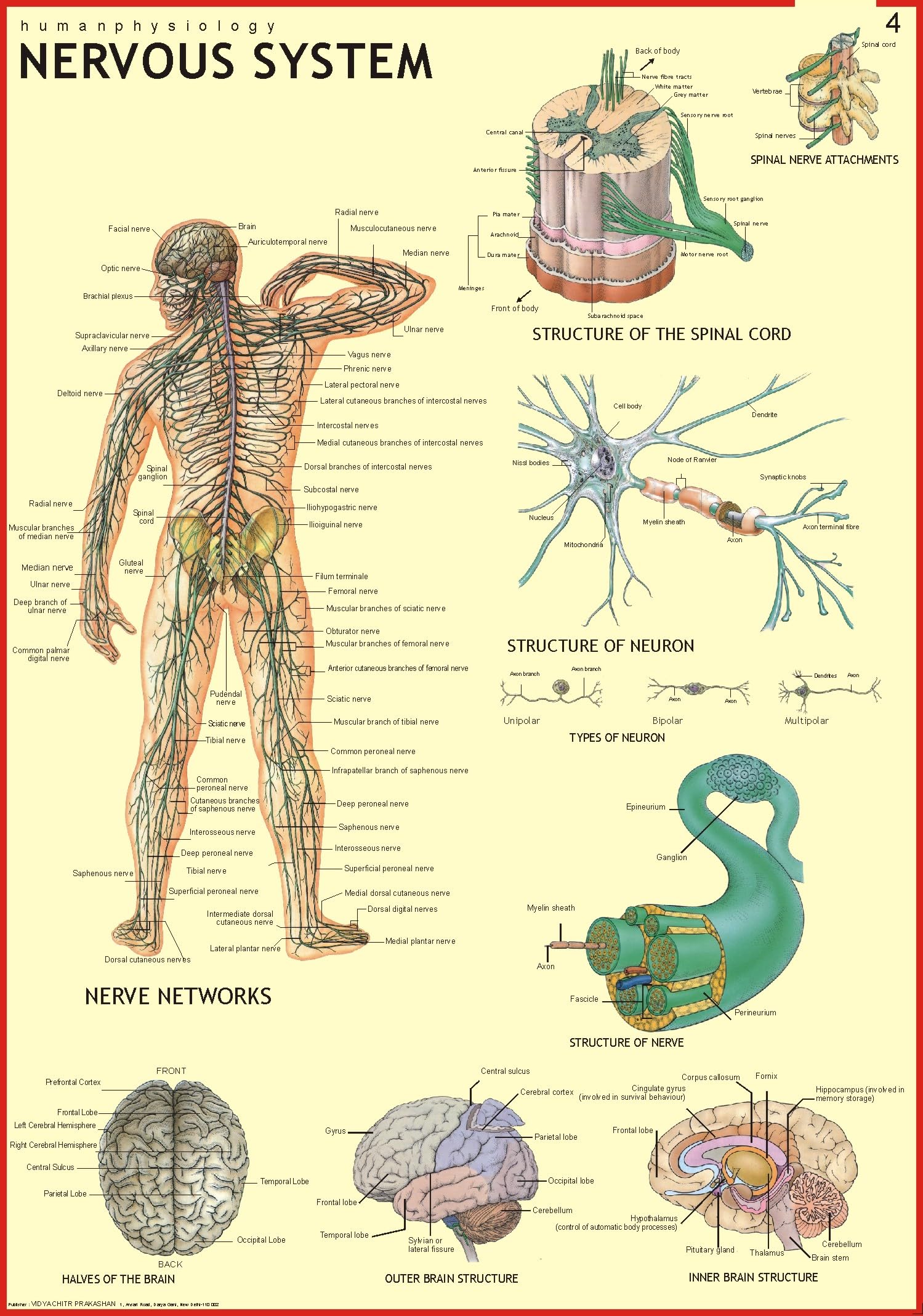 Human Nervous System Chart | 70x100 cm | Laminated Educational Wall Chart | Human Physiology Poster for Biology, Medical & Anato