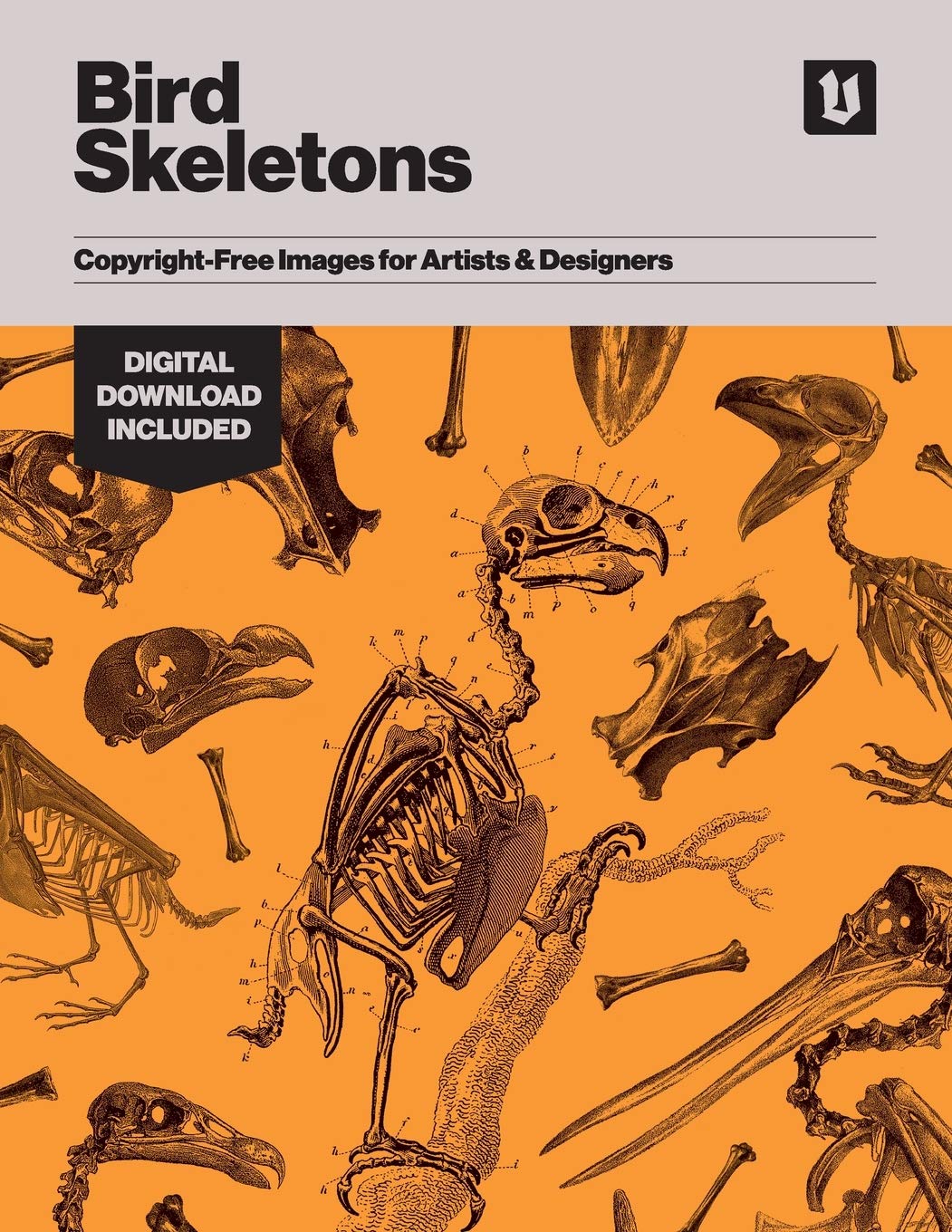 Bird Skeletons: CopyrightFree Images for Artists & Designers