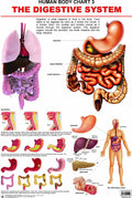 The Digestive System Educational Wall Chart for Kids  48 x 73 cm, Colourful Laminated Learning Chart for School Classroom, Pres
