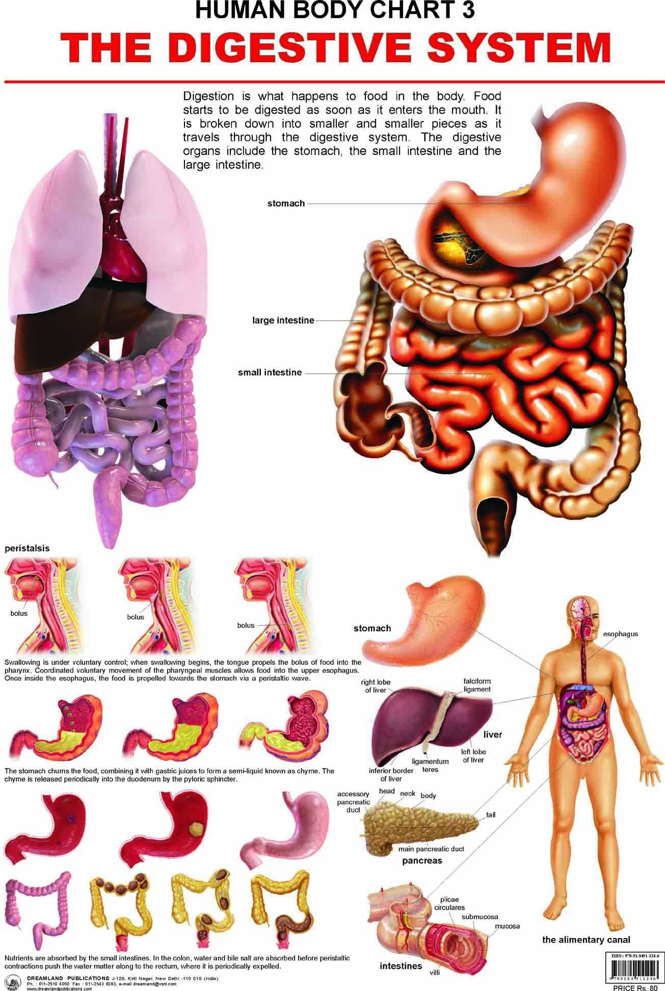 The Digestive System Educational Wall Chart for Kids  48 x 73 cm, Colourful Laminated Learning Chart for School Classroom, Pres