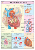 Hp10S | Teachingnest | Human Heart Chart 70X100 Cm | English | Human Physiology Chart | Synthetic | Wall Sticking [Wall Chart] T