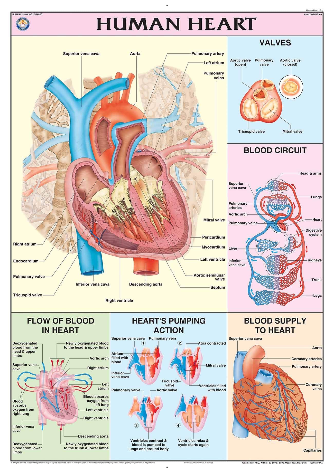 Hp10S | Teachingnest | Human Heart Chart 70X100 Cm | English | Human Physiology Chart | Synthetic | Wall Sticking [Wall Chart] T