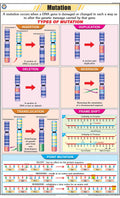 Stg34 | Teachingnest | Mutation Chart (58X90 Cm) | English | General Science Charts | With Rollers [Wall Chart] General Science 