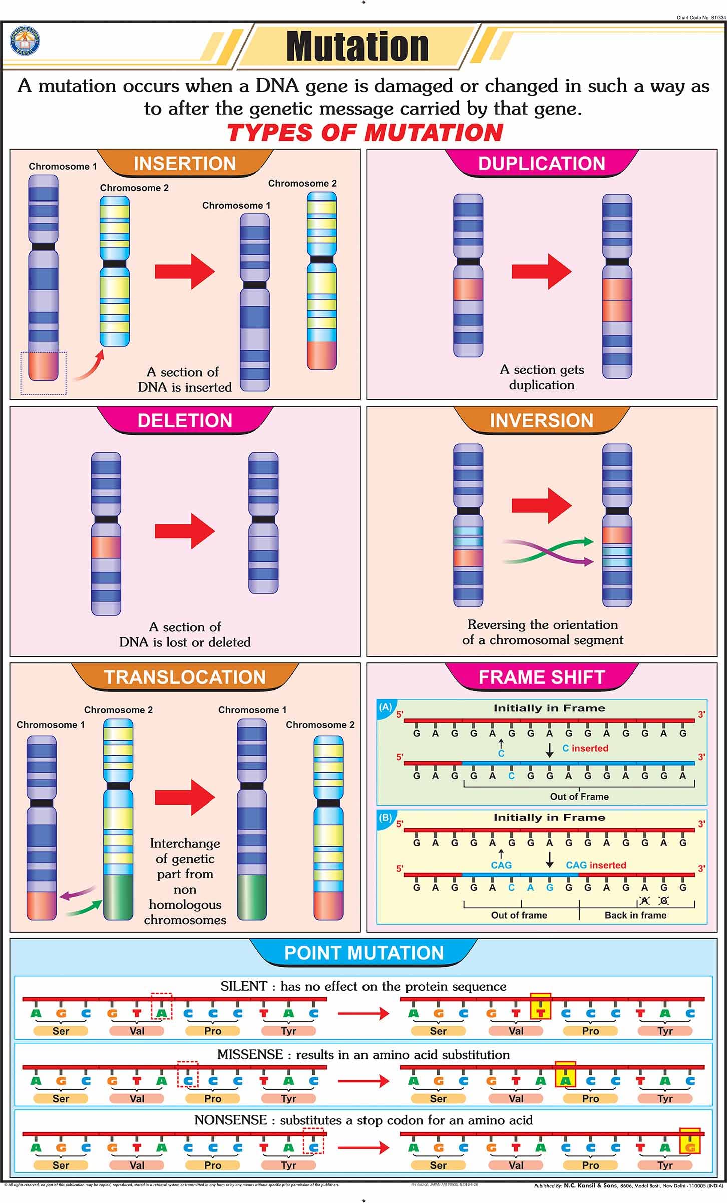 Stg34 | Teachingnest | Mutation Chart (58X90 Cm) | English | General Science Charts | With Rollers [Wall Chart] General Science 