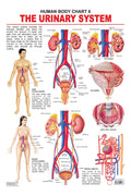 Urinary System Laminated Educational Wall Chart | Kids Learning Poster | Colourful Illustrations, BothSide Laminated, TearResi