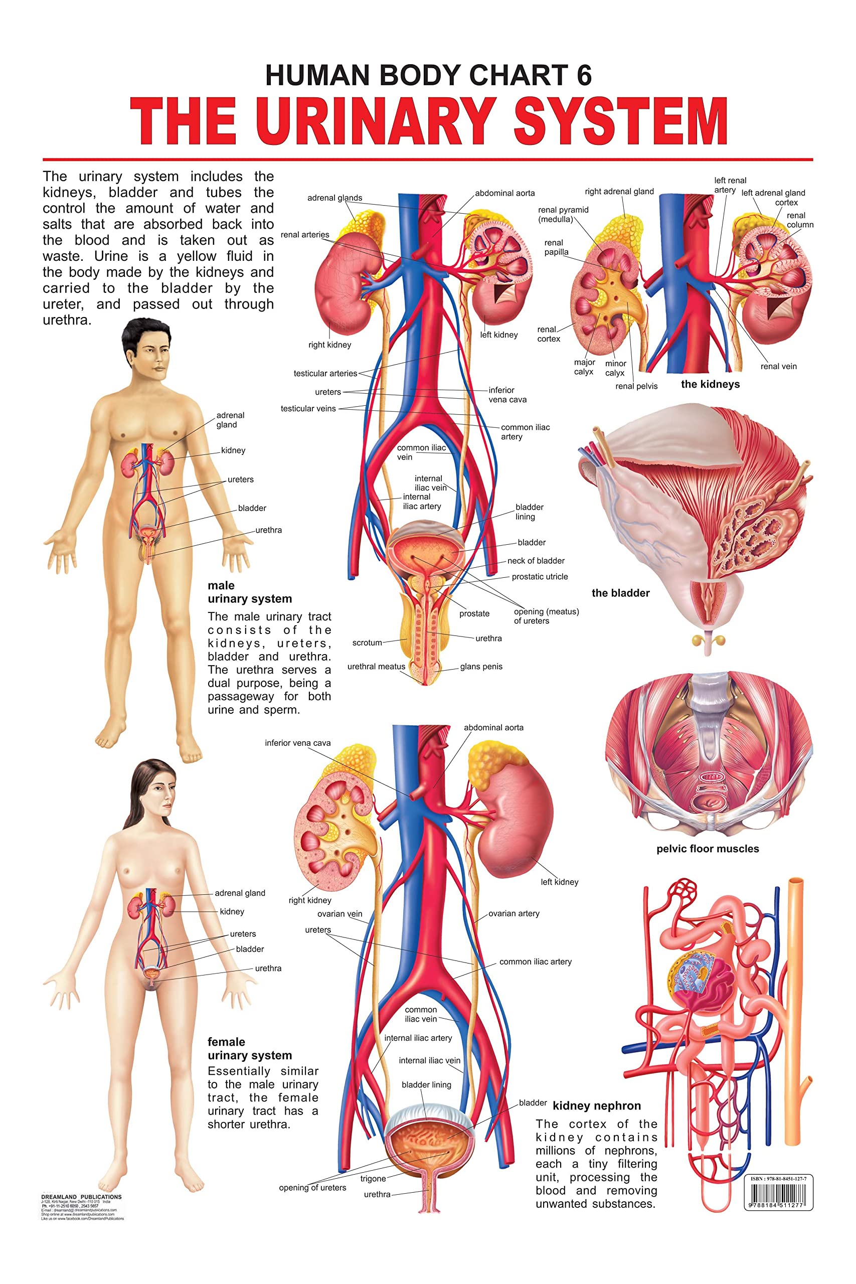 Urinary System Laminated Educational Wall Chart | Kids Learning Poster | Colourful Illustrations, BothSide Laminated, TearResi