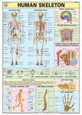 Hp01S | Teachingnest | Human Skeleton Chart 70X100 Cm | English | Human Physiology Chart | Synthetic | Wall Sticking