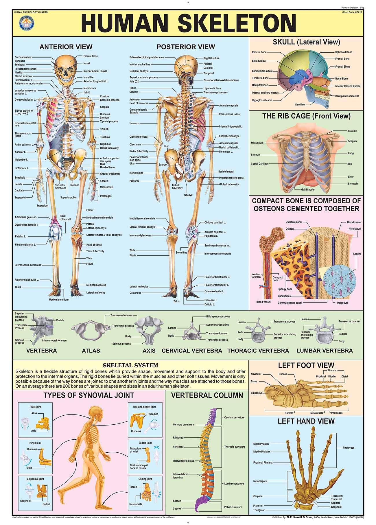 Hp01S | Teachingnest | Human Skeleton Chart 70X100 Cm | English | Human Physiology Chart | Synthetic | Wall Sticking