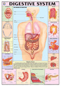 Hp05S | Teachingnest | Digestive System Chart 70X100 Cm | English | Human Physiology Chart | Synthetic | Wall Sticking [Wall Cha