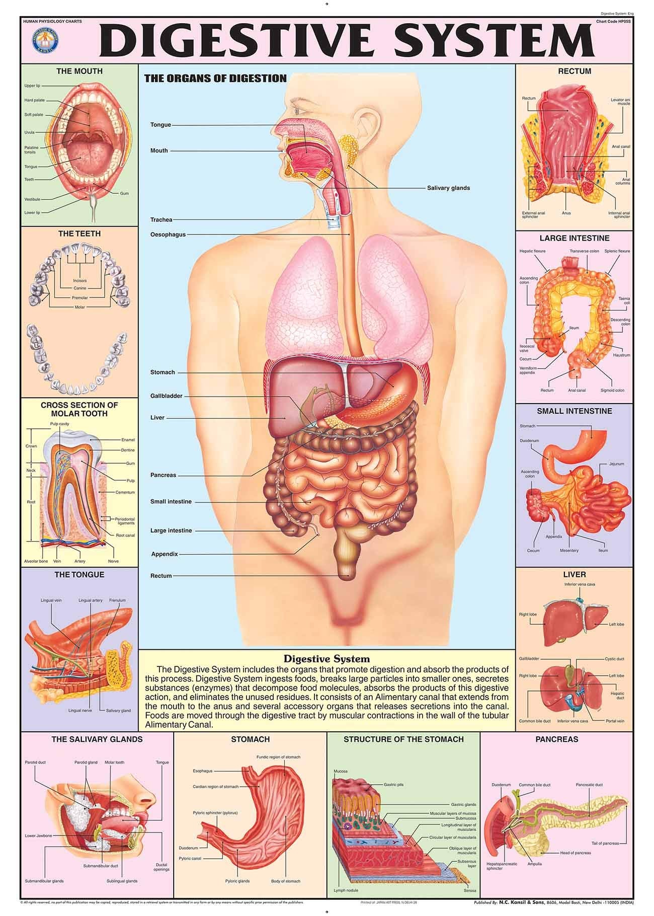 Hp05S | Teachingnest | Digestive System Chart 70X100 Cm | English | Human Physiology Chart | Synthetic | Wall Sticking [Wall Cha